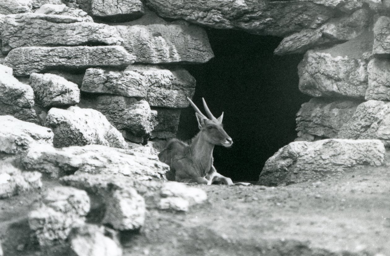1929年、ロンドン動物園のエランド／アンテロープ・パドックの岩の間にあるシェルターの入り口で休むコモン・エランド（モノクロ写真）。 作： フレデリックウィリアムボンド