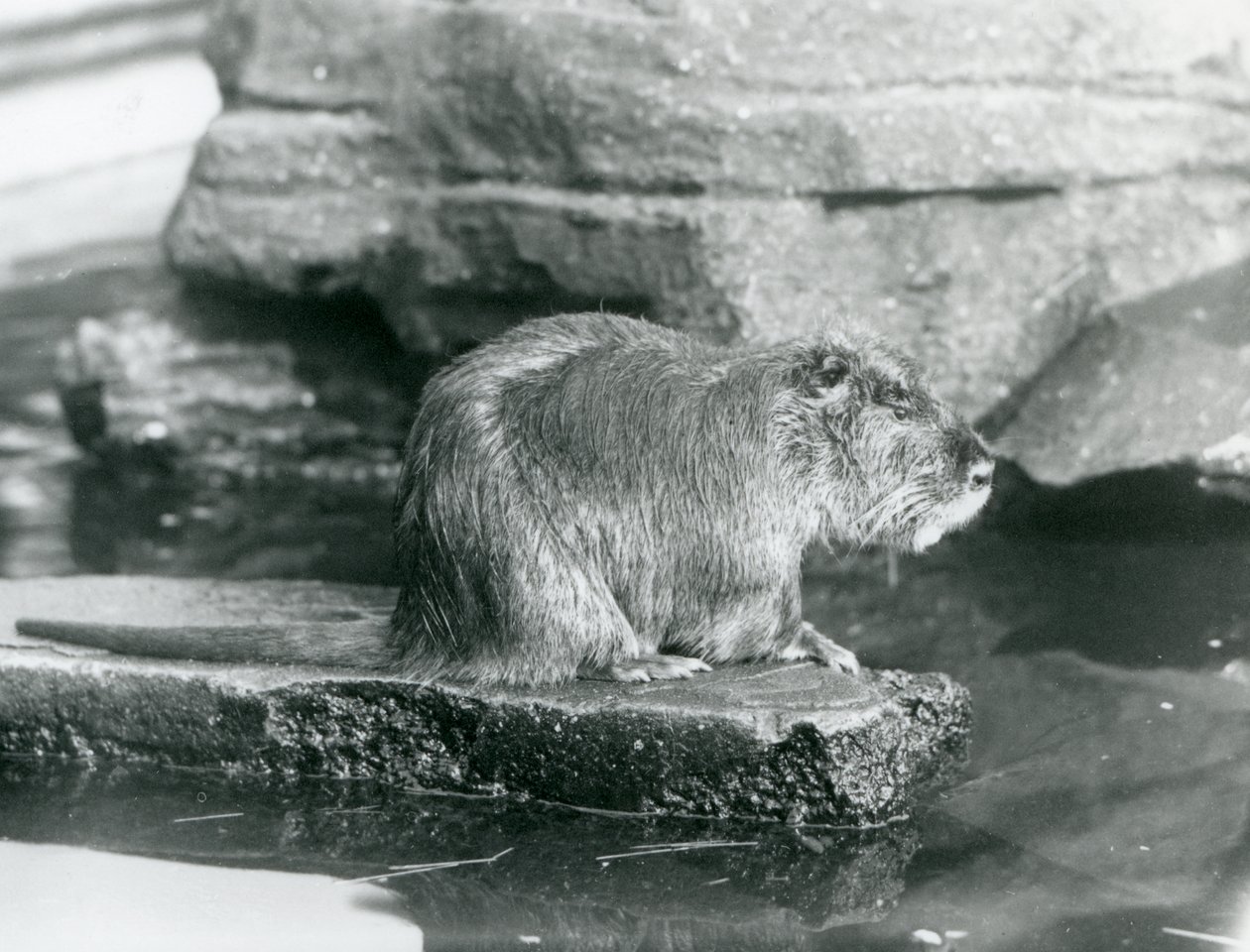 ロンドン動物園の囲いの中のプールの岩棚に座るコイプー（1928年2月）（モノクロ写真 作： フレデリックウィリアムボンド