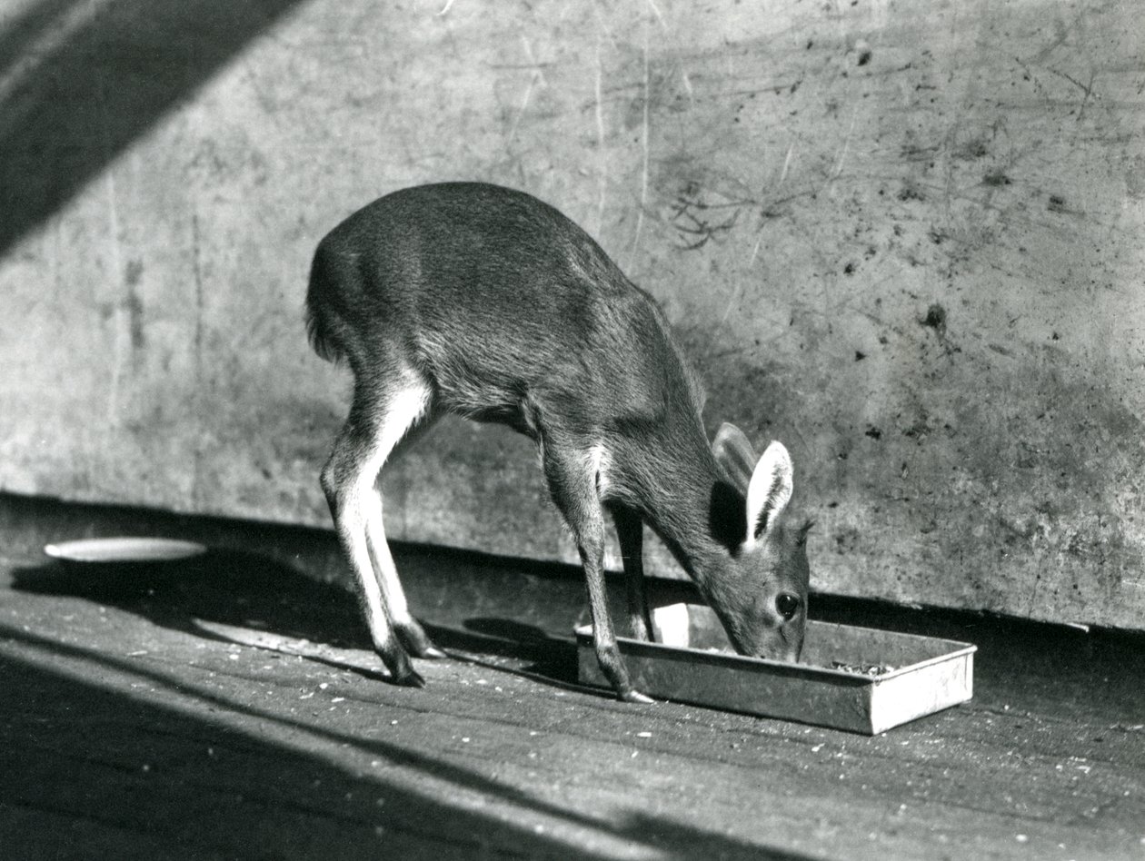 1925年7月、ロンドン動物園の地上トレイから給餌するダイカー 作： フレデリックウィリアムボンド