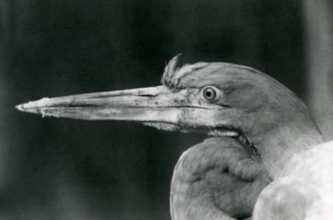 1924年にロンドン動物園でゴリアテヘロン 作： フレデリックウィリアムボンド