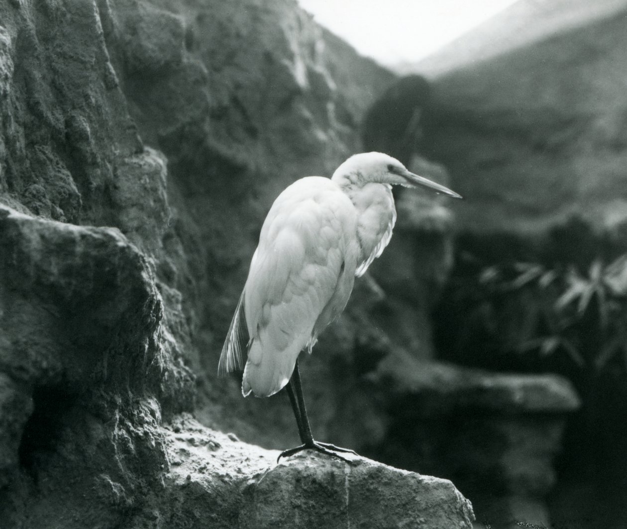 1927年9月にロンドン動物園の岩の上に立っているオオサギまたはオオアオサギ 作： フレデリックウィリアムボンド