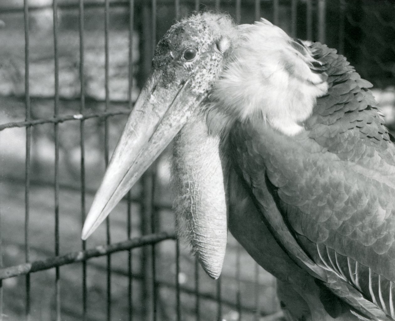 1925年7月のロンドン動物園でのコウノトリ 作： フレデリックウィリアムボンド