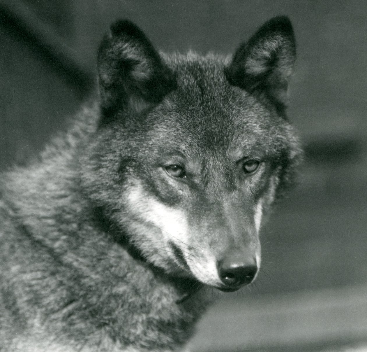 ロンドン動物園での灰色オオカミ、1925年 作： フレデリックウィリアムボンド