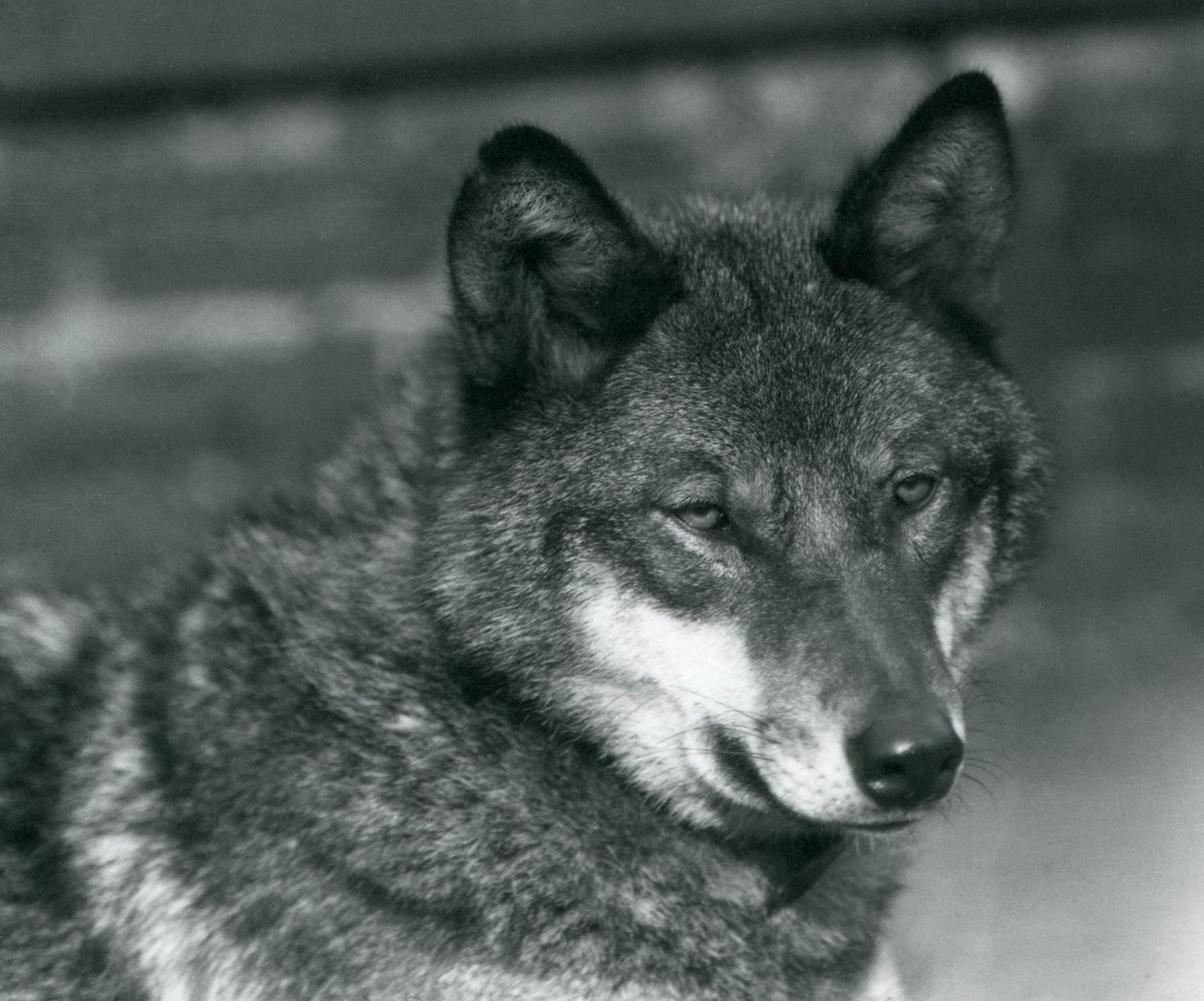 ロンドン動物園での灰色オオカミ、1925年 作： フレデリックウィリアムボンド