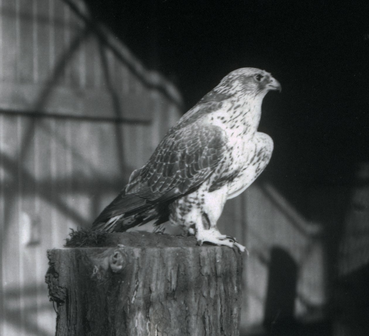丸太で休むシロハヤブサ、ロンドン動物園、1925年12月 作： フレデリックウィリアムボンド