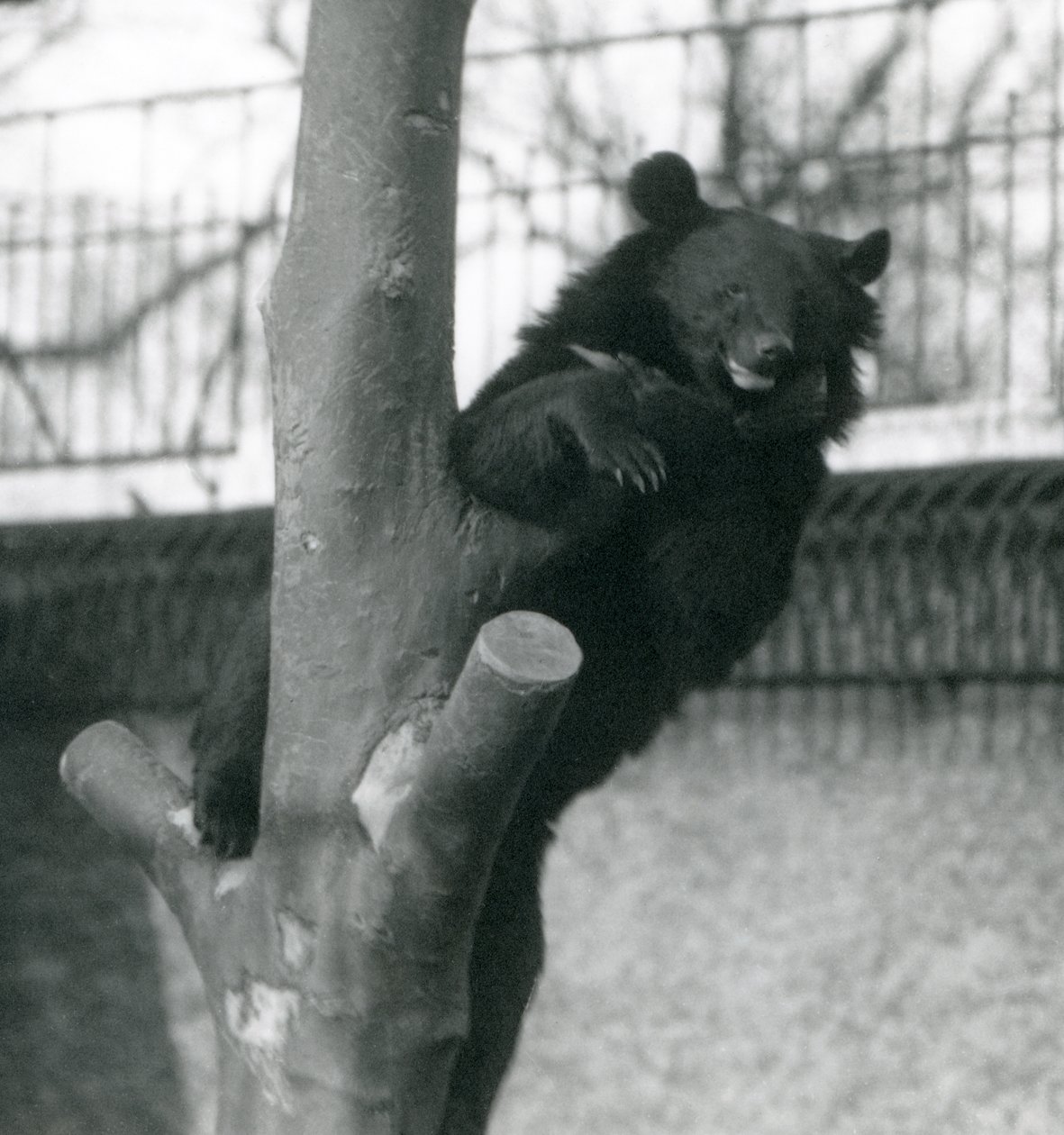 1925年にロンドン動物園の木にいるヒマラヤのヒグマイザベリンクマズーテ 作： フレデリックウィリアムボンド