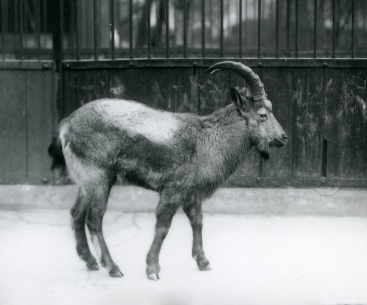 1927年にロンドン動物園に立ったヒマラヤアイベックス 作： フレデリックウィリアムボンド