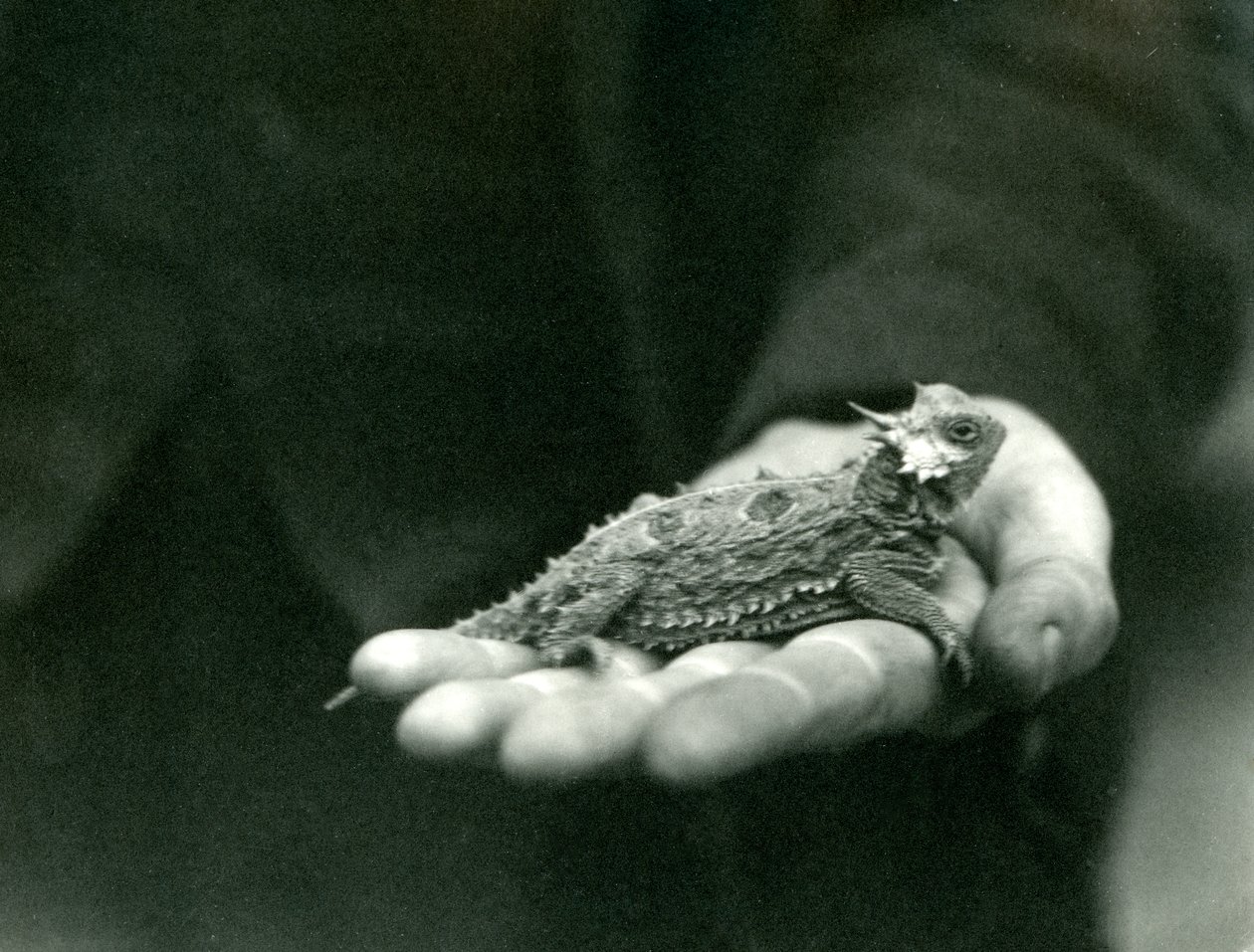ツノトカゲは飼育員の手にかかっています、ロンドン動物園、1923年4月（bw写真） 作： フレデリックウィリアムボンド