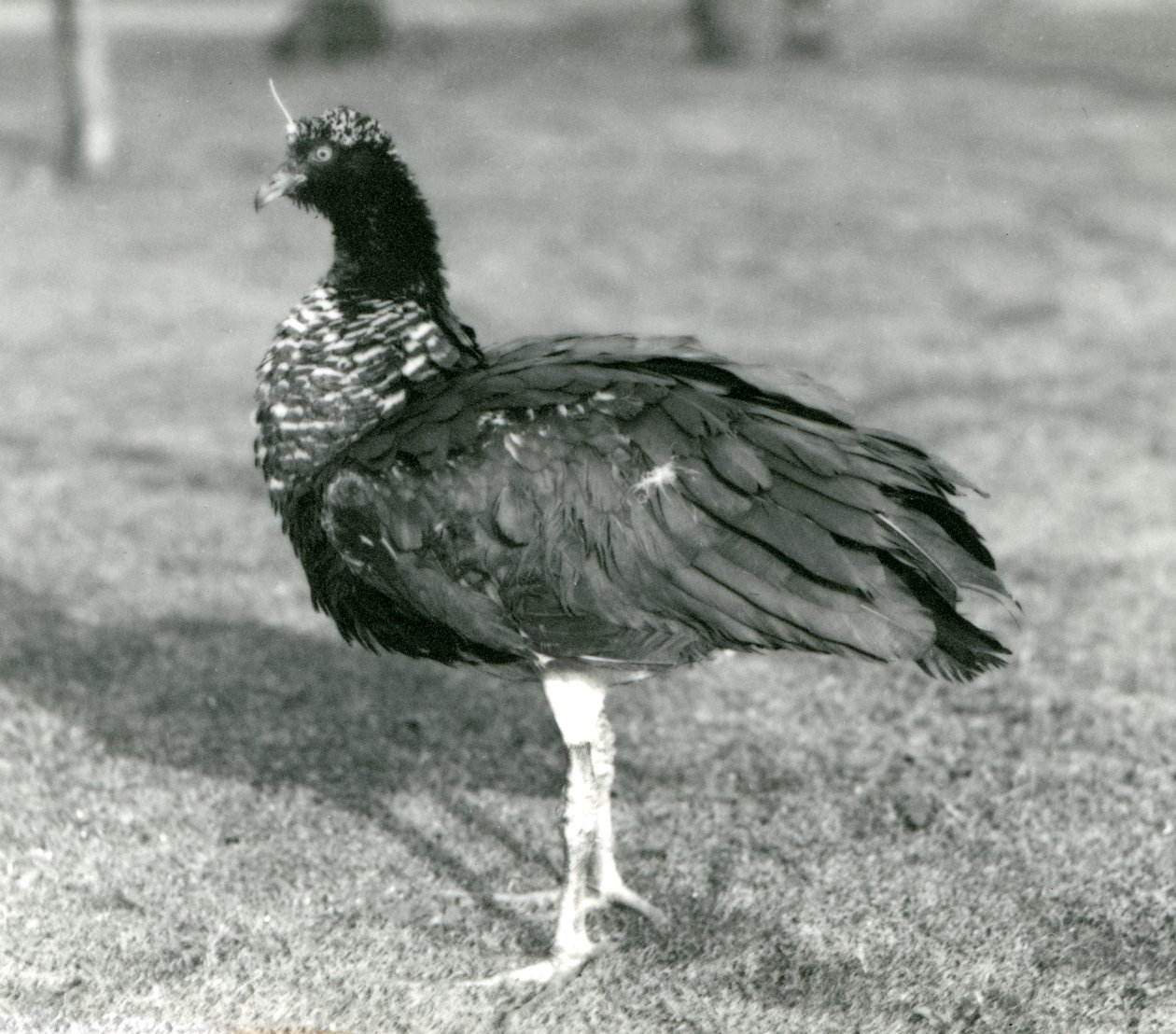 1927年9月にロンドン動物園の芝生の上に立っているツノタカ 作： フレデリックウィリアムボンド