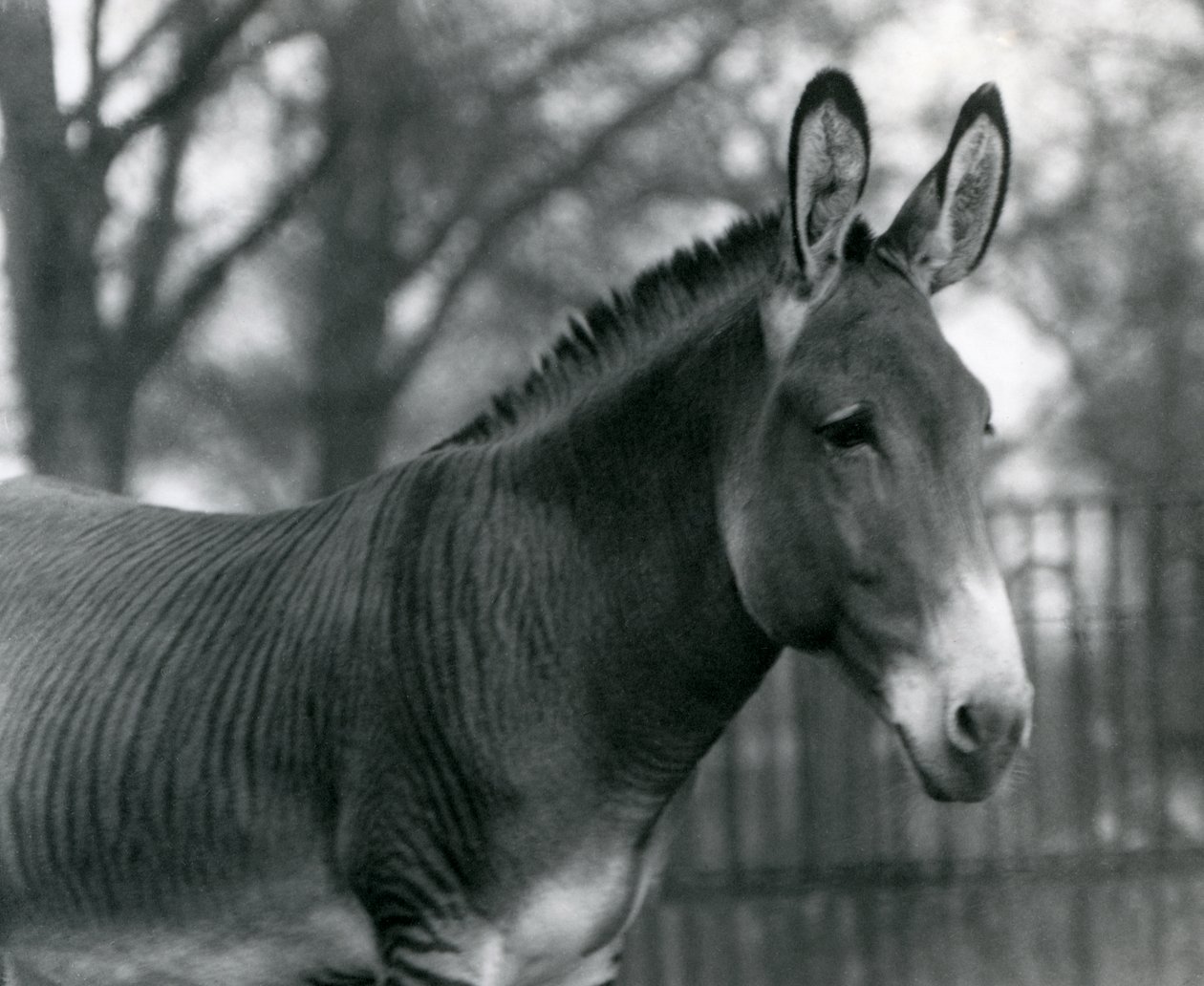 1924年7月にロンドン動物園でハイブリッドゼブラ 作： フレデリックウィリアムボンド