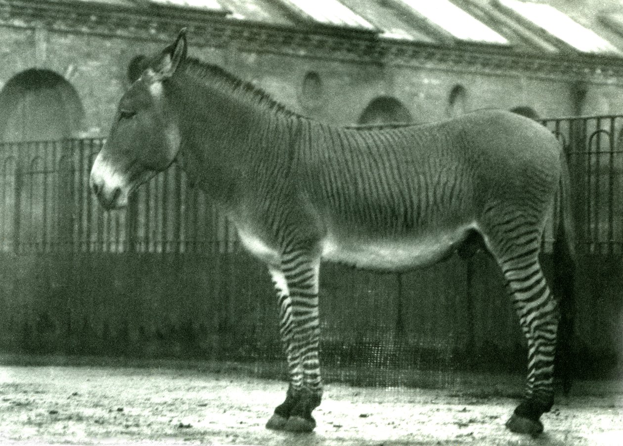 1924年にロンドン動物園で囲われたハイブリッドゼブラ（bw写真） 作： フレデリックウィリアムボンド