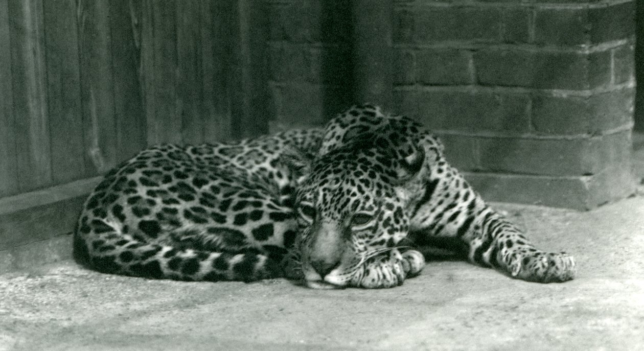 1924年6月にロンドン動物園で休んでいるジャガー 作： フレデリックウィリアムボンド