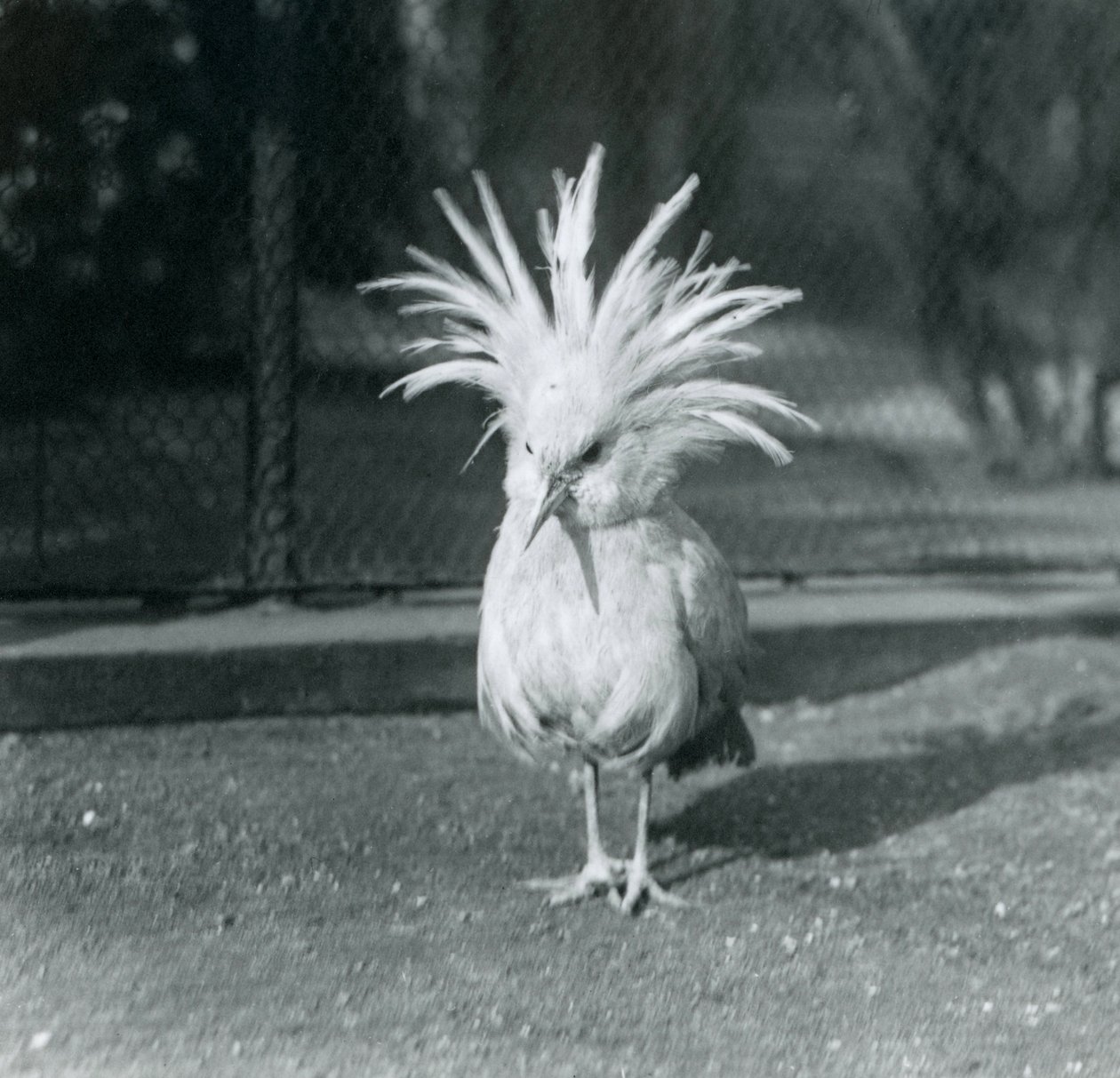 1921年6月にロンドン動物園で家紋の羽を展示したカグーまたはカグー 作： フレデリックウィリアムボンド