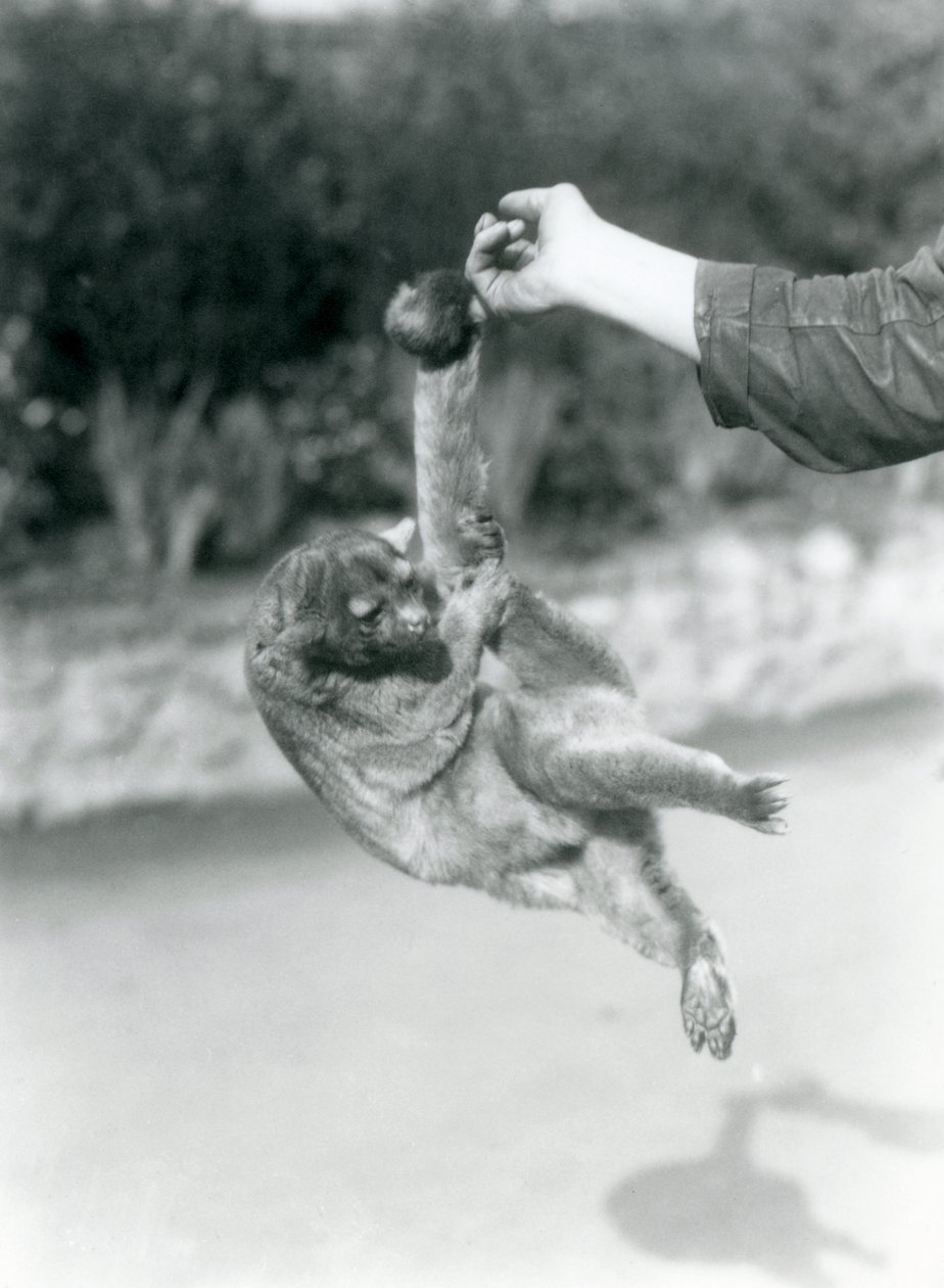 1925年9月、ロンドン動物園、その可愛らしい尻尾でキーパーの指から吊り下げられた金華城 作： フレデリックウィリアムボンド