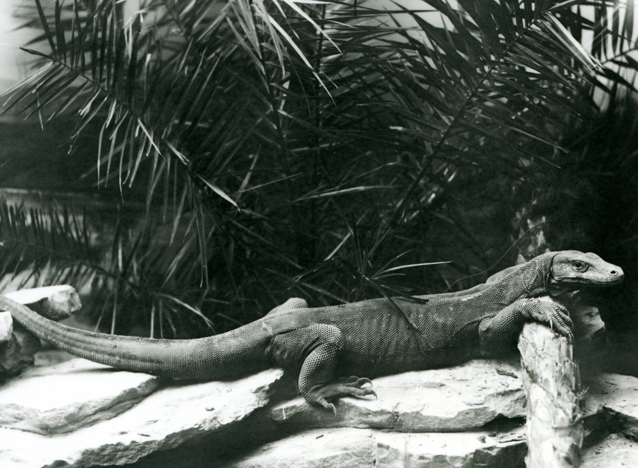 1927年6月にロンドン動物園で首を休め、ログに対抗する前腕のコモドDragonMonitor 作： フレデリックウィリアムボンド
