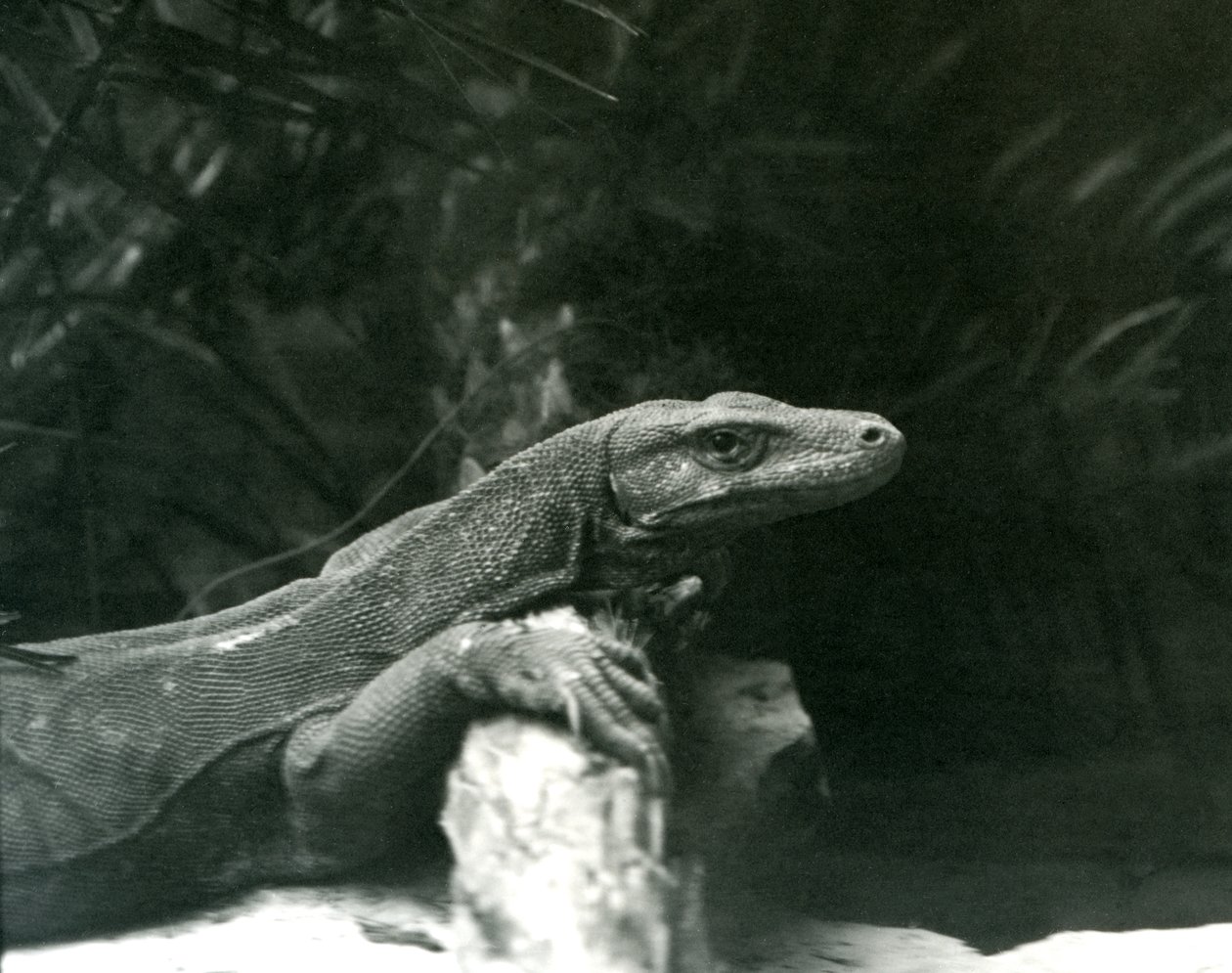 1927年6月にロンドン動物園で首を休め、ログに対抗する前腕のコモドDragonMonitor 作： フレデリックウィリアムボンド