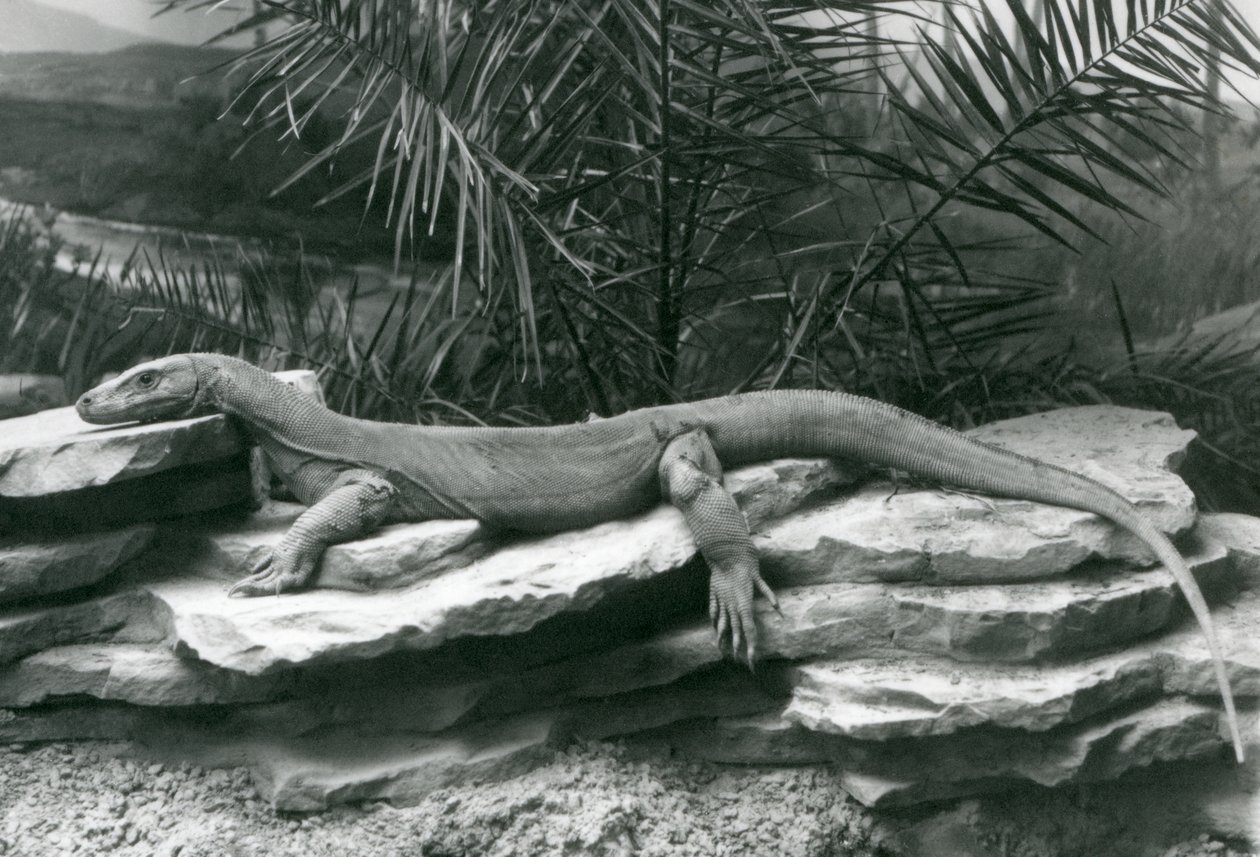 1927年にロンドン動物園の岩壁で休んでいるコモドDragonMonitor 作： フレデリックウィリアムボンド