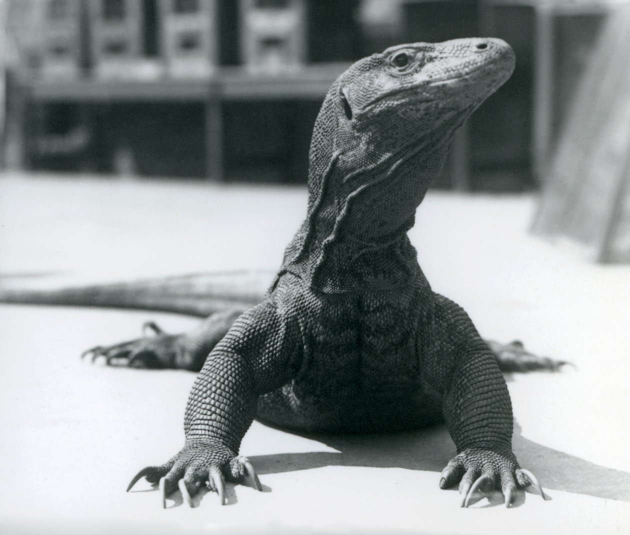 ロンドン動物園のコモドドラゴン、1928年8月 作： フレデリックウィリアムボンド