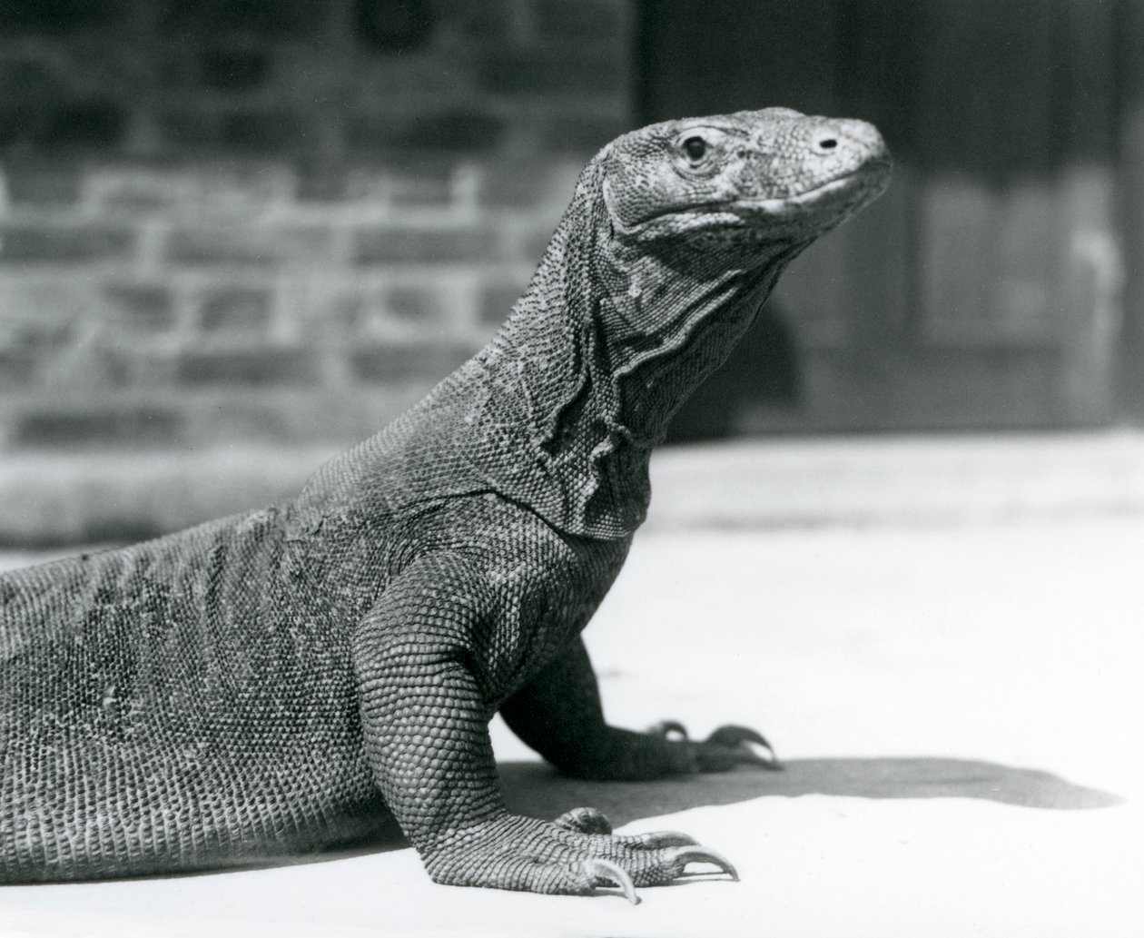 1928年8月、ロンドン動物園のコモド・ドラゴン（モノクロ写真 作： フレデリックウィリアムボンド
