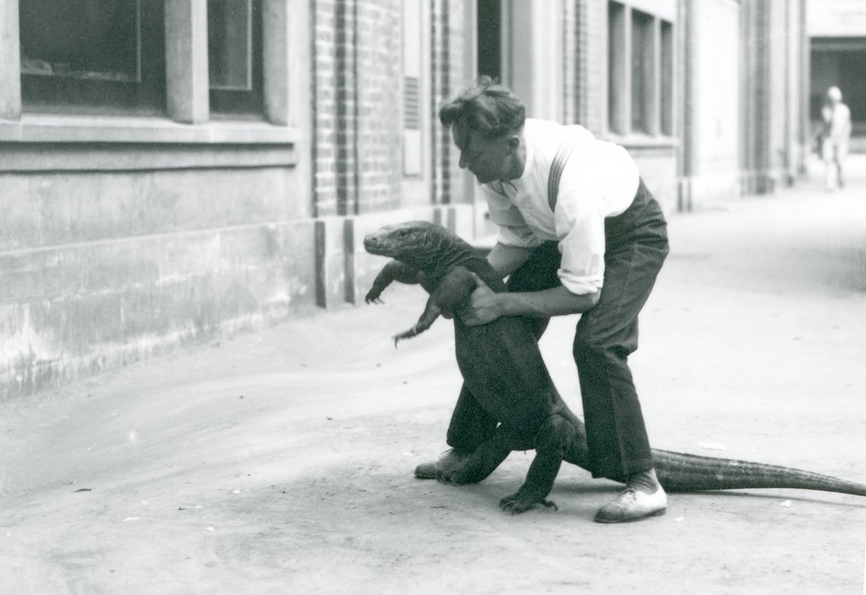 1928年8月、ロンドン動物園の飼育員が後ろ足で支えているコモドドラゴン（モノクロ写真 作： フレデリックウィリアムボンド