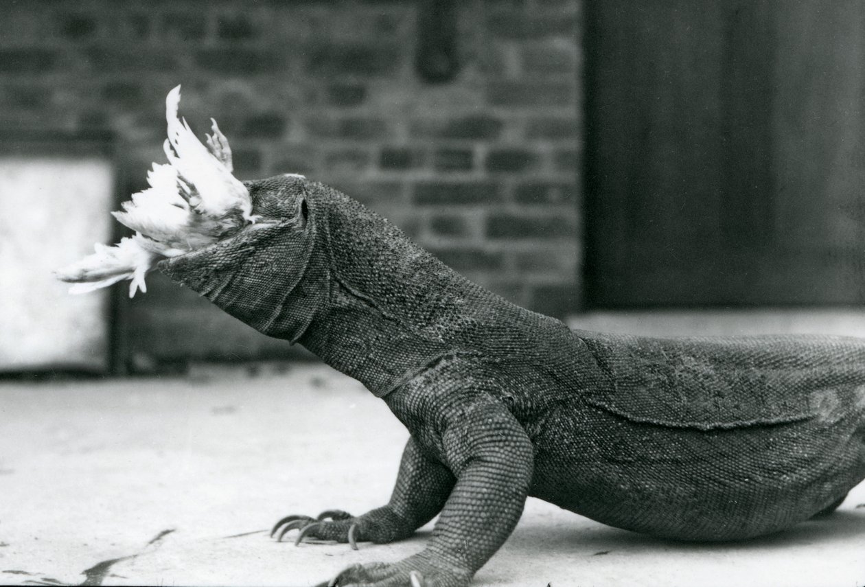 ロンドン動物園で鶏を食べるコモド・ドラゴン 1928年8月（モノクロ写真 作： フレデリックウィリアムボンド