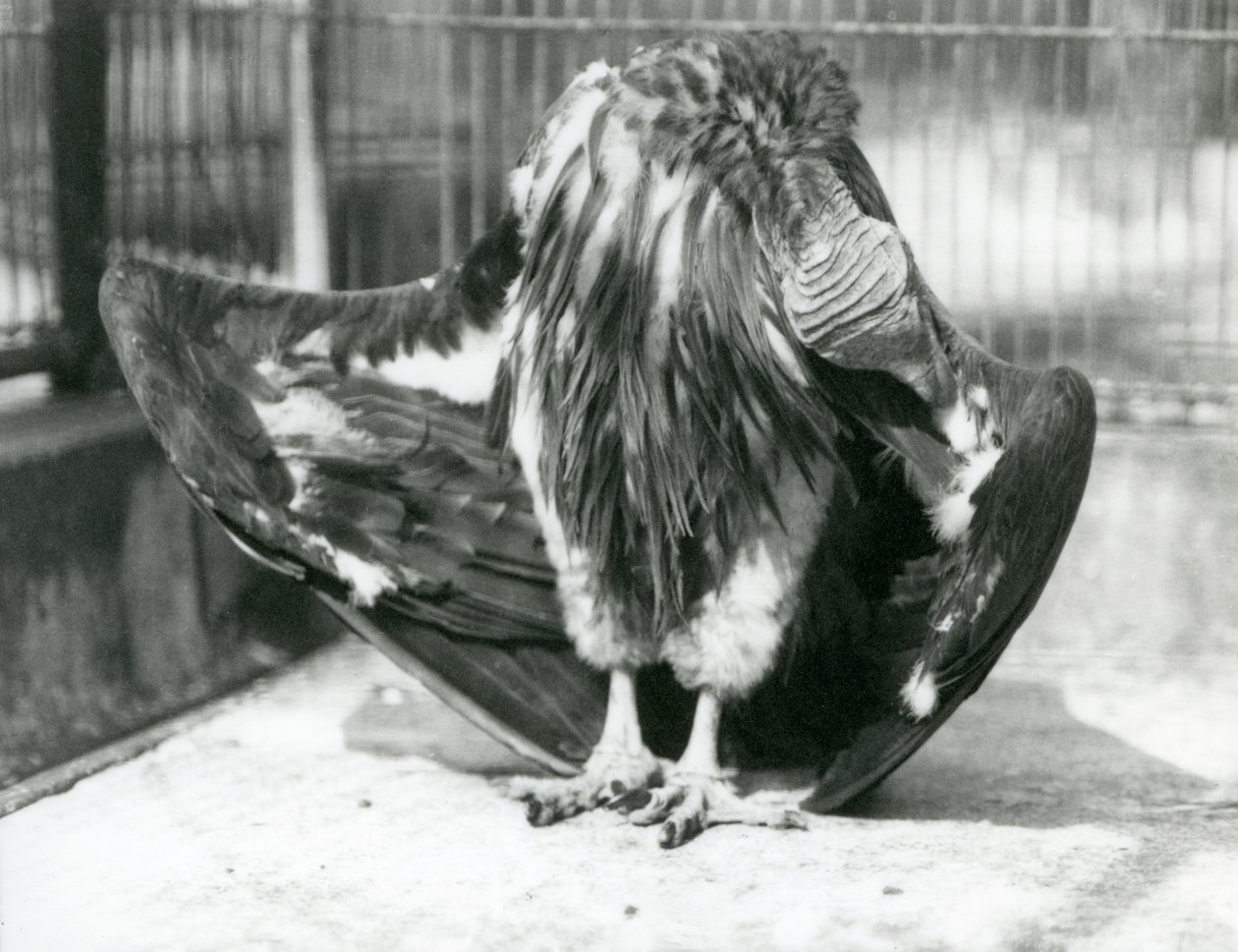 囲いの床に立って羽繕いをするハゲタカ（ロンドン動物園 作： フレデリックウィリアムボンド