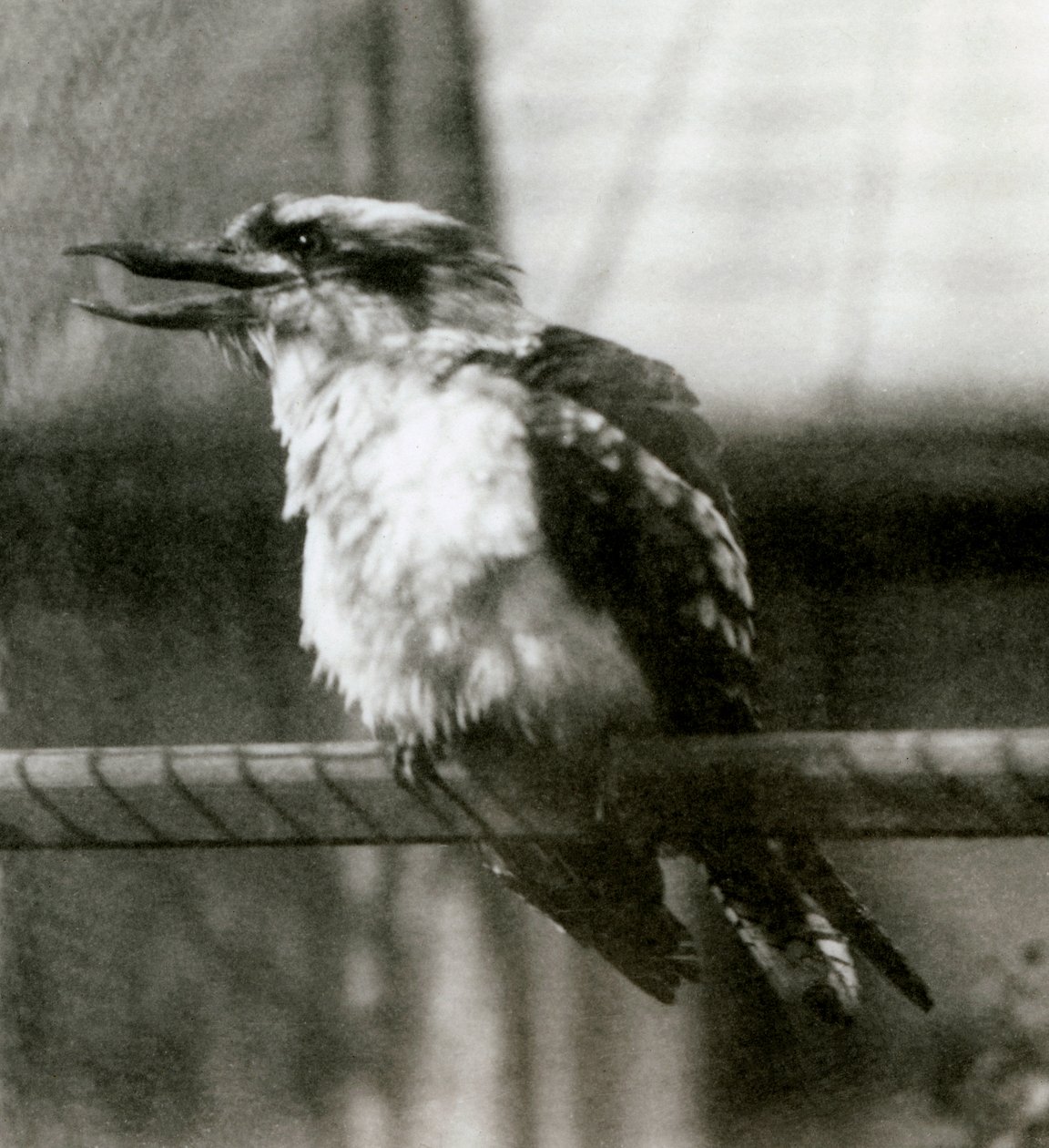 1924年10月にロンドン動物園で笑うクッカバラ 作： フレデリックウィリアムボンド