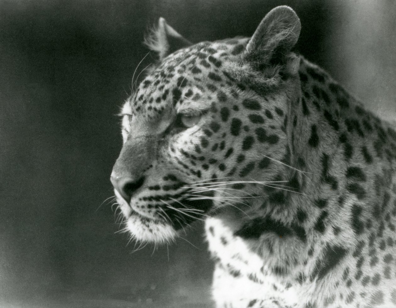 1930年、ロンドン動物園のヒョウ（モノクロ写真 作： フレデリックウィリアムボンド