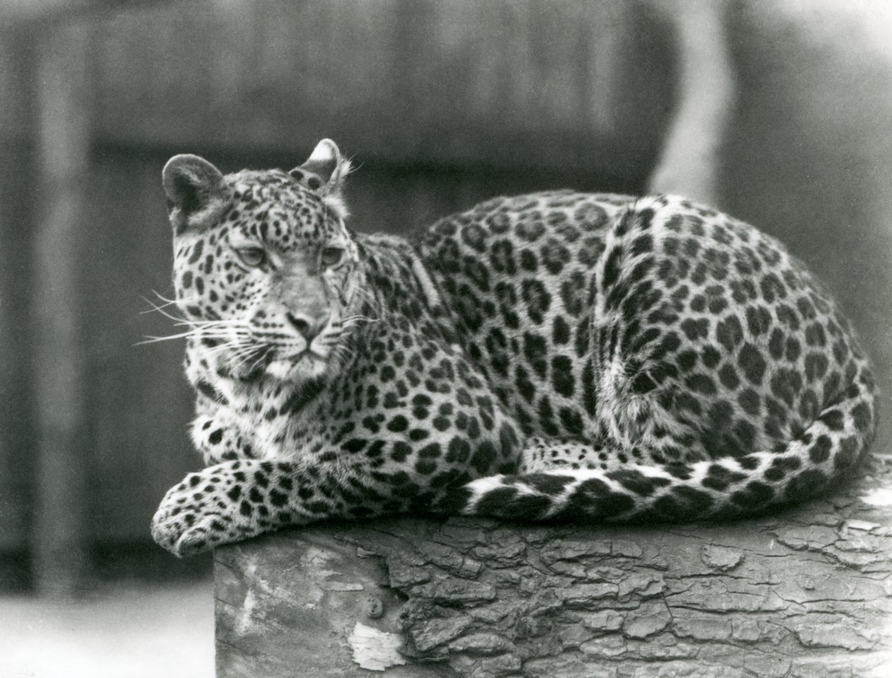 1929年、ロンドン動物園の丸太の上で休むヒョウ（モノクロ写真 作： フレデリックウィリアムボンド