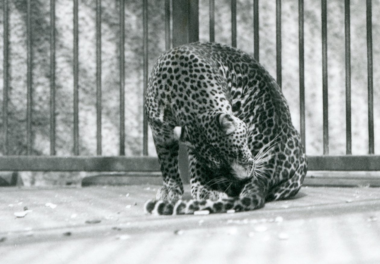1927年にロンドンの動物園で脚を手入れしている囲いの中に座っているヒョウ 作： フレデリックウィリアムボンド