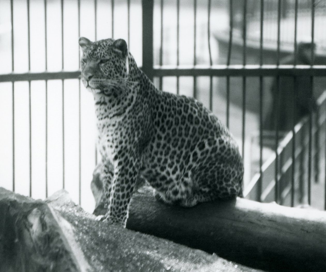 1925年9月、ロンドン動物園の囲いの丸太に座っているヒョウ 作： フレデリックウィリアムボンド