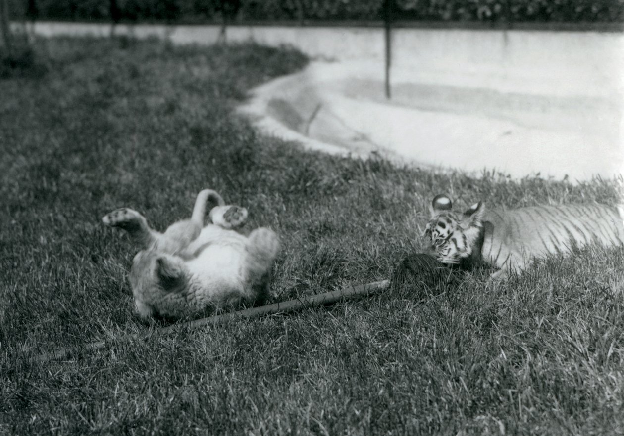 ライオンとトラの子がモップで芝生の上でプールのそばで遊ぶ、ロンドン動物園、1925年9月 作： フレデリックウィリアムボンド