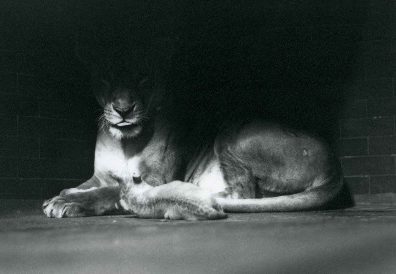 1925年10月にロンドン動物園で飼育室の後ろの影に母親と一緒に横たわっているライオンの子 作： フレデリックウィリアムボンド