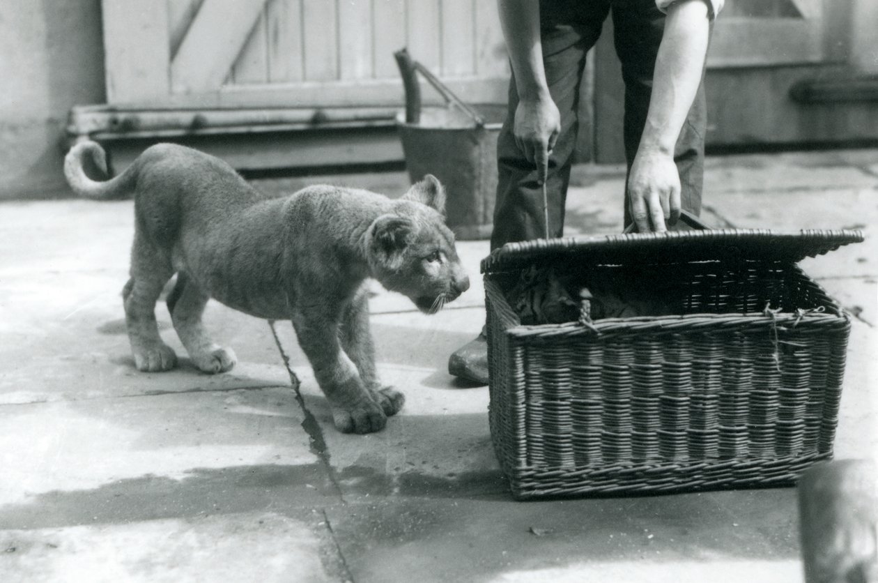 1925年9月、ロンドン動物園で飼育係が開いている籐のバスケットで虎の子を見ているライオンの子 作： フレデリックウィリアムボンド