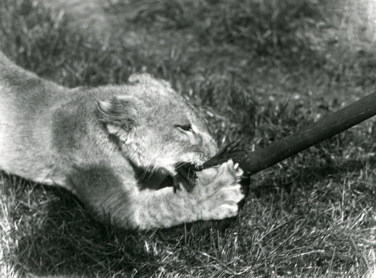 1925年9月、ロンドン動物園のデンの前の芝生で、飼育係が保持しているモップで遊ぶライオンの子 作： フレデリックウィリアムボンド