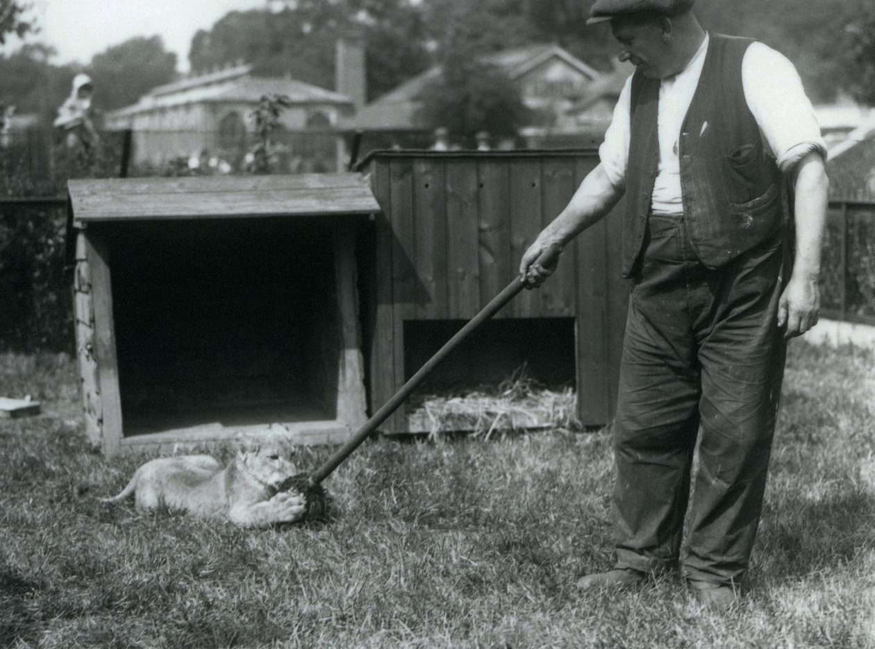 1925年9月、ロンドン動物園のデンの前の芝生で、飼育係が保持しているモップで遊ぶライオンの子 作： フレデリックウィリアムボンド