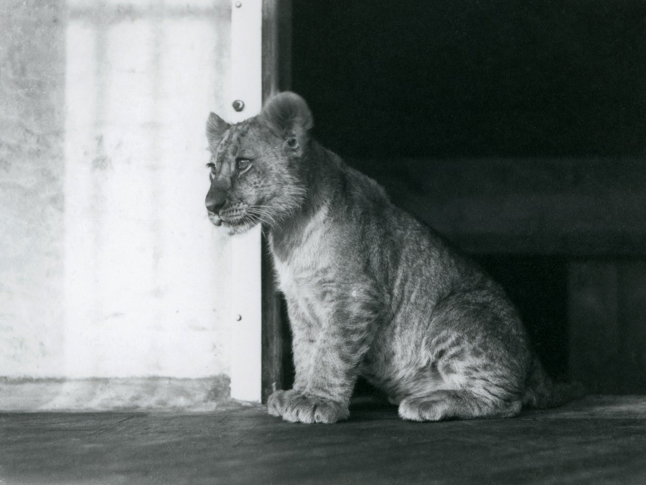 1930年、ロンドン動物園で床に座るライオンの子（モノクロ写真 作： フレデリックウィリアムボンド