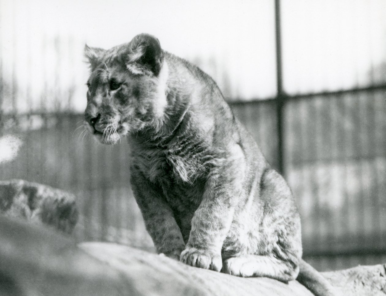 1923年7月に動物園で生まれたライオンの子、1924年7月、ロンドン動物園 作： フレデリックウィリアムボンド