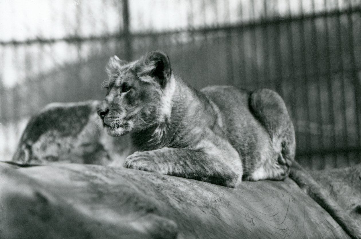 1923年7月に動物園で生まれたライオンの子、1924年7月、ロンドン動物園 作： フレデリックウィリアムボンド