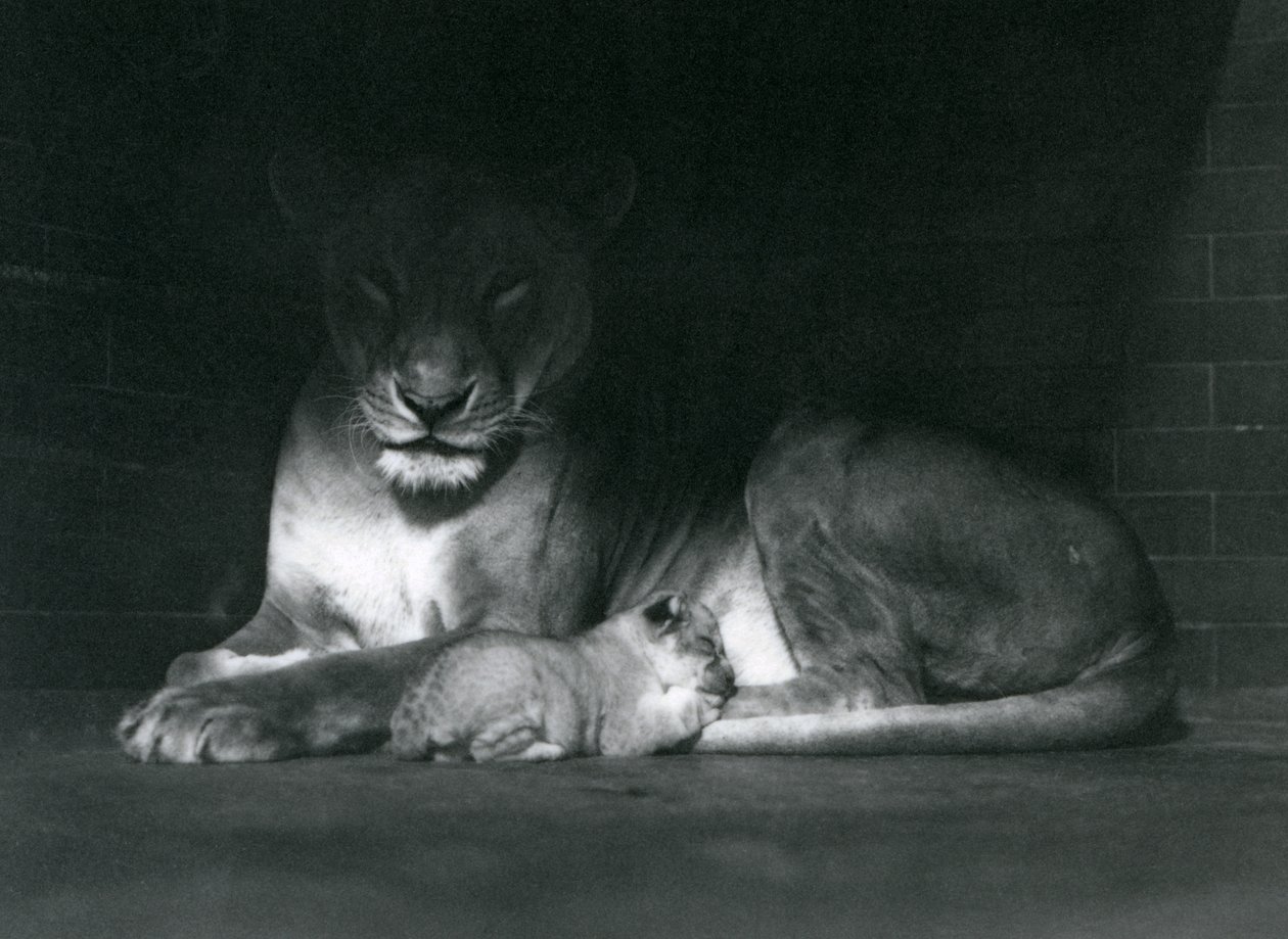 1925年10月、ロンドン動物園の囲いの後ろの影に横たわる雌ライオンと子 作： フレデリックウィリアムボンド