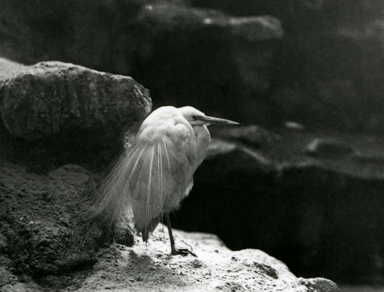 岩の間で休むコサギ（1930年、ロンドン動物園にて）（モノクロ写真 作： フレデリックウィリアムボンド
