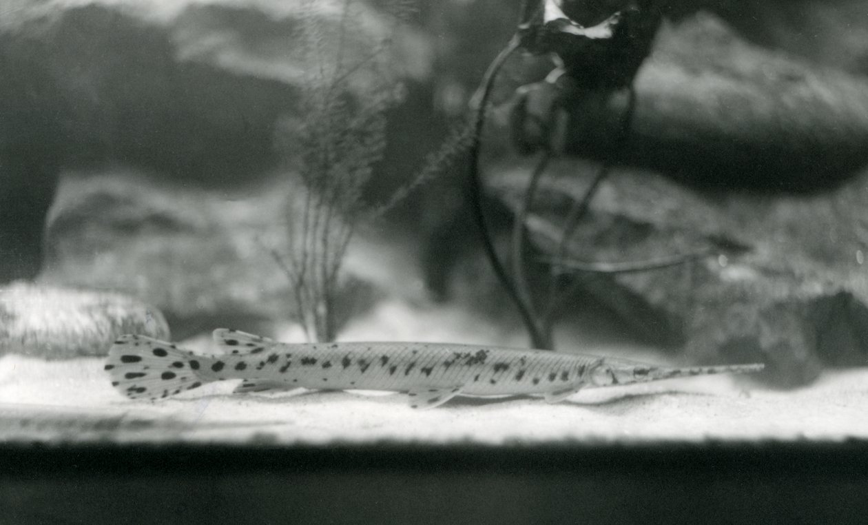 Longnose gar、またはNeedlenose gar、ロンドン動物園、1924年 作： フレデリックウィリアムボンド