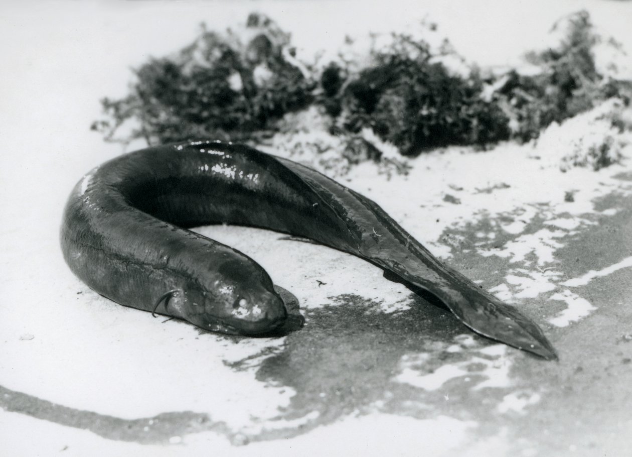 1928年9月にロンドン動物園で水泳をして休んでいる肺魚 作： フレデリックウィリアムボンド