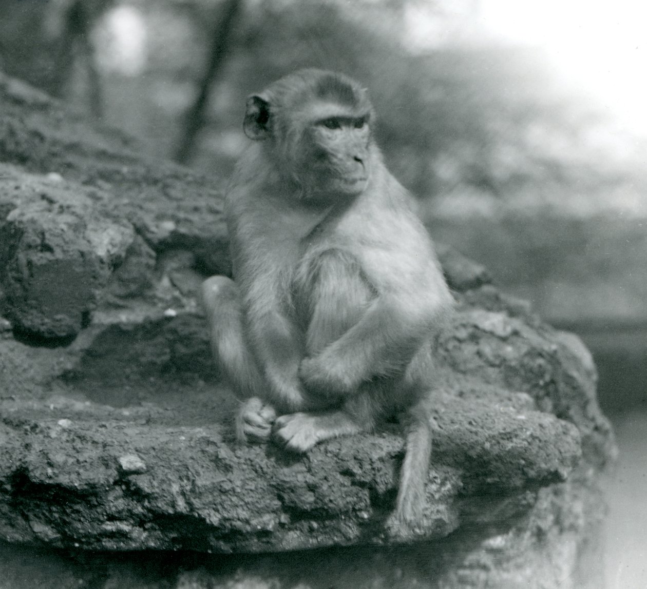 1924年にロンドン動物園の岩の上に座っているサル 作： フレデリックウィリアムボンド