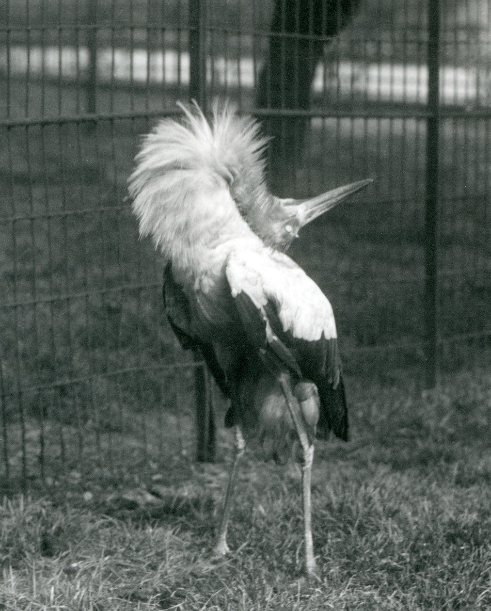 1925年7月、ロンドン動物園でアップダウンディスプレイを行うコウノトリコウノトリ 作： フレデリックウィリアムボンド