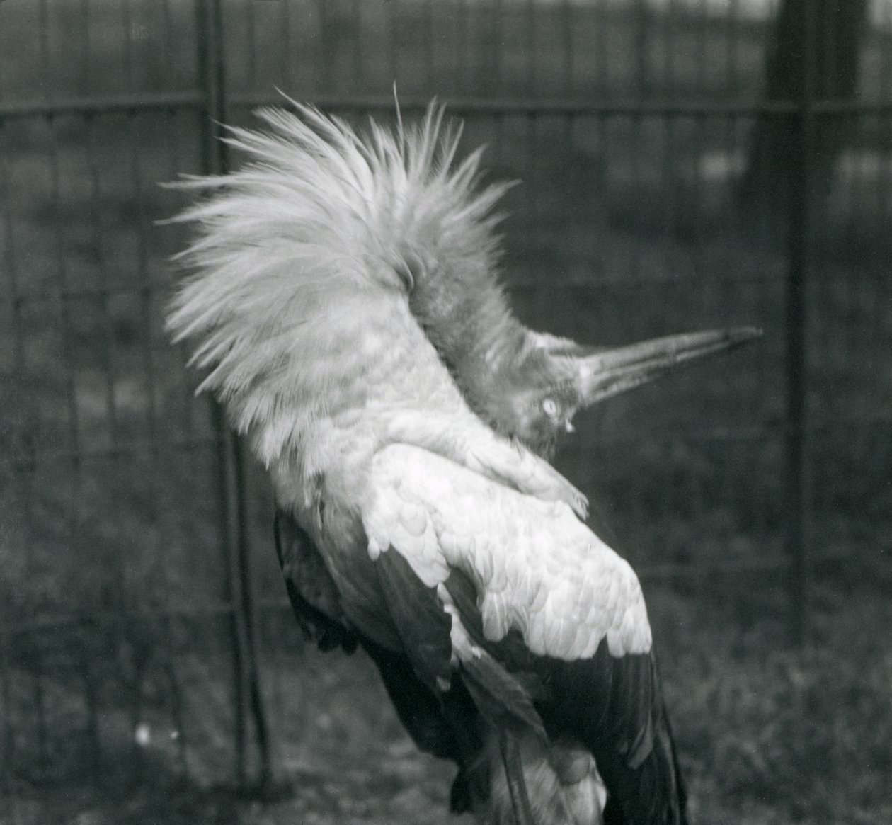 1925年7月、ロンドン動物園でアップダウンディスプレイを行うコウノトリコウノトリ 作： フレデリックウィリアムボンド