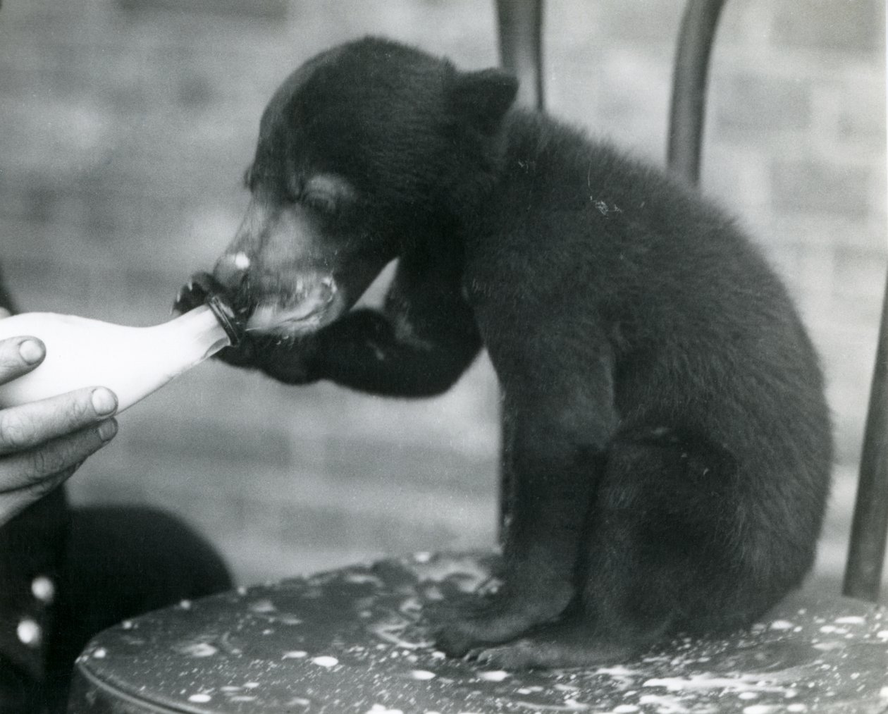 1920年代のロンドン動物園で飼育員に哺乳されている間、椅子に座っているマレーまたはサンクマの子 作： フレデリックウィリアムボンド