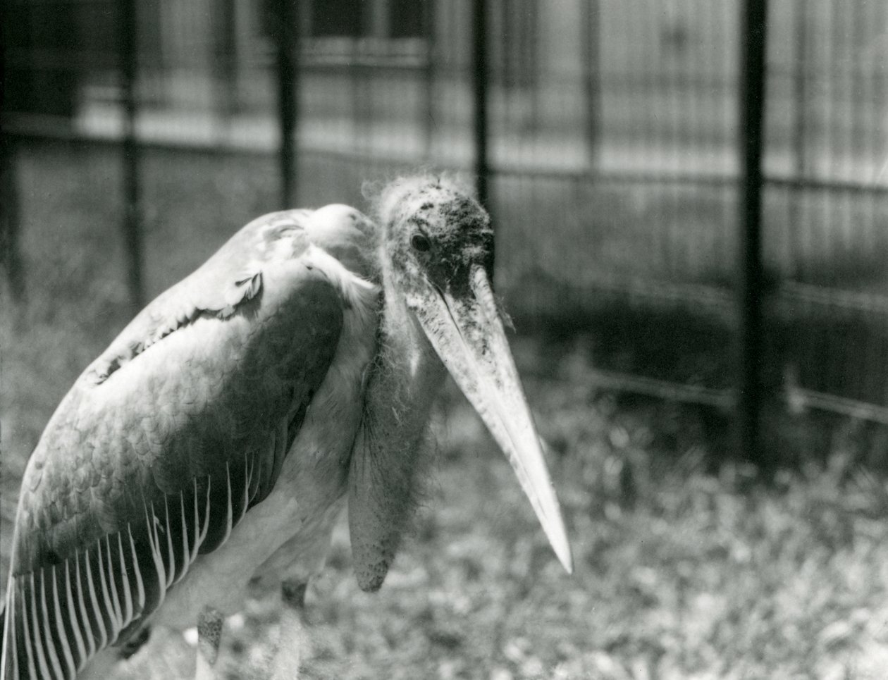 1928年9月にロンドン動物園の囲いに立っているコウノトリ 作： フレデリックウィリアムボンド