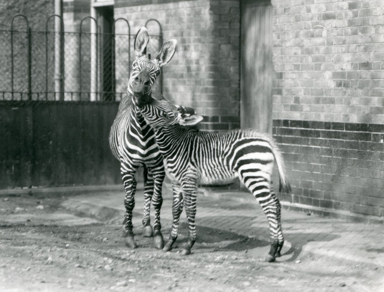 1929年、ロンドン動物園のマウンテンゼブラとその子馬（モノクロ写真 作： フレデリックウィリアムボンド