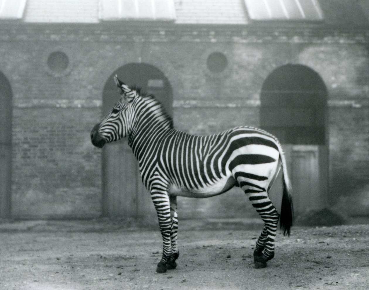 1927年にロンドン動物園のキリンハウスの高いドアの前にあるパドックに立っているマウンテンゼブラ 作： フレデリックウィリアムボンド
